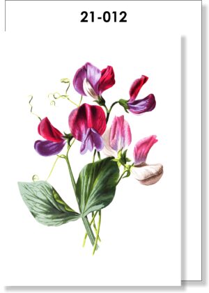 Sweetpea Botanical Blank