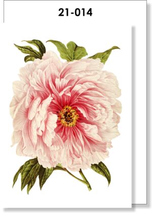 Peony Botanical Blank