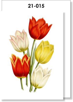 Tulip Botanical Blank