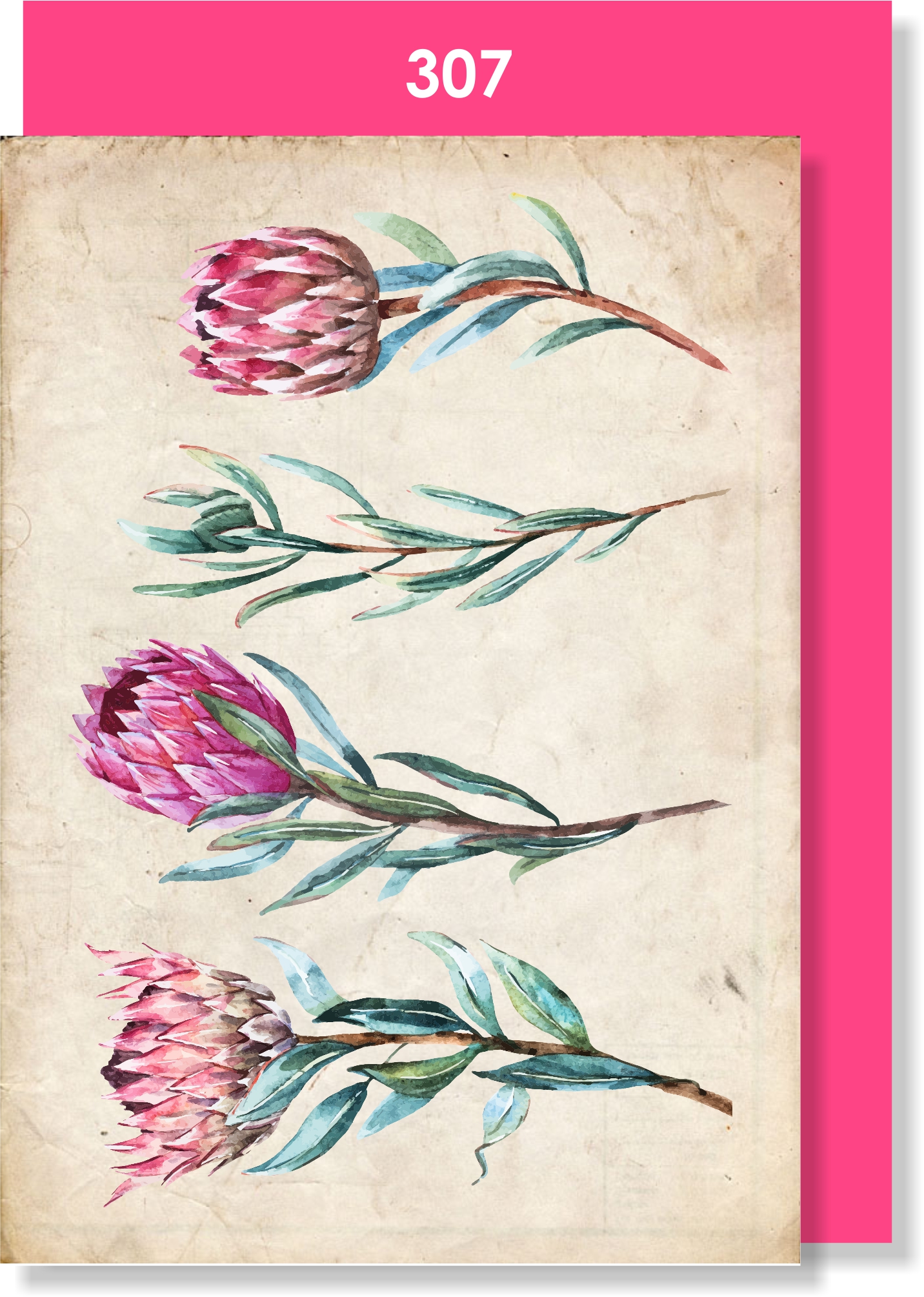 Protea Sprigs Blank